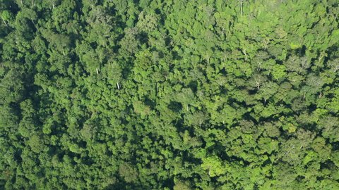 View from above, stunning aerial view of a tropical rainforest with beautiful lush vegetation. Taman Negara National Park, located in Malaysia is one of the world's oldest rainforest.