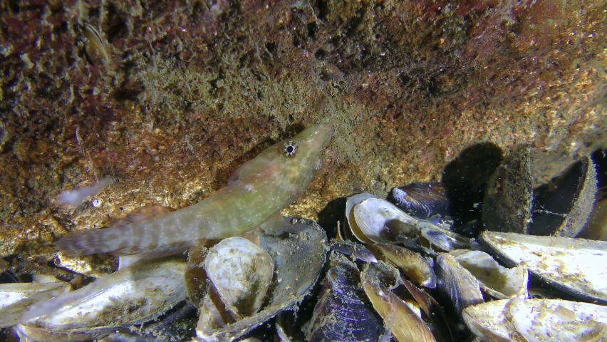 Funny fish Connemarra clingfish (Lepadogaster candolii) on the stone.