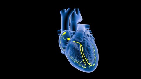 SA Nod and AV Nod signaling of human heart slower version