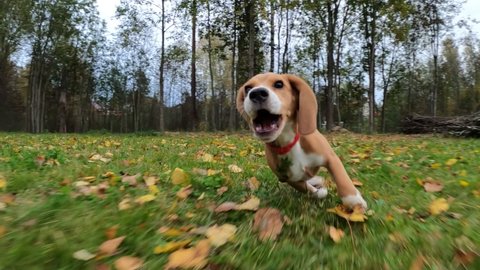 Active and playful Beagle puppy run fast, hurry after moving camera, slow motion shot. Funny young dog with long flying ears enjoy outdoor games at green grassy backyard