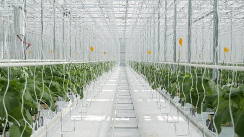 White Big Greenhouse with Vegetable. Rows of Plant Cultivated Inside a Large Greenhouse Building. Growing and Collect Goods for Commerce Sale. Cultivate and Selection Vegetables in Glasshouse Farmland
