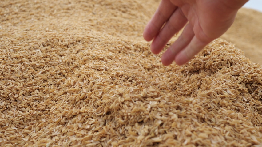 scoop rice husks palm hand cultivation Stock-video (100 % royaltyfri) 10603...