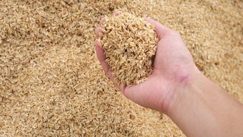 Drop the rice husks from the palm of hand. Cultivation of safe and healthy food ingredients. Agriculture in Japan
