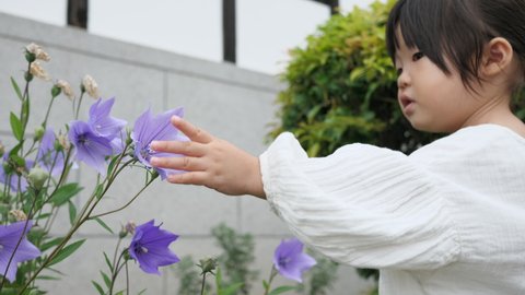 Asian toddler little girl touches violet balloon flower in the autumn season. Chinese bellflower that grow in the garden of a traditional Japanese style house