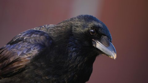 Close up of raven sitting on a fence and looking around on a sunny day	
