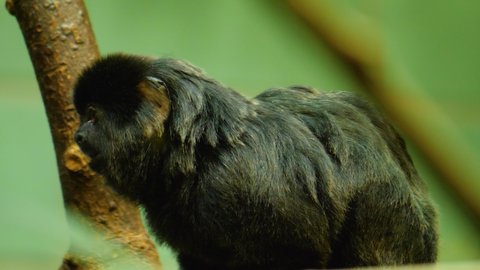 Close up of marmoset monkey sitting on a branch and chewing.	
