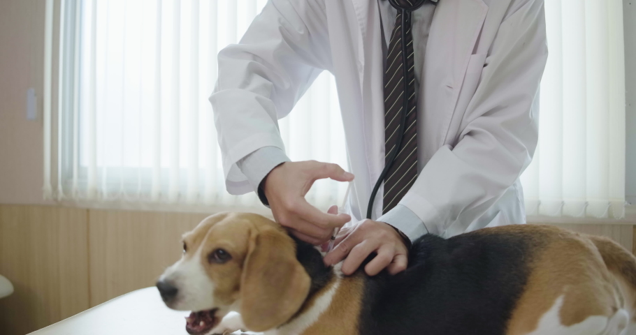 a-professional-veterinarian-pet-doctor-stock-footage-video-100