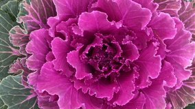natural background of decorative lilac cabbage, vertical video frame