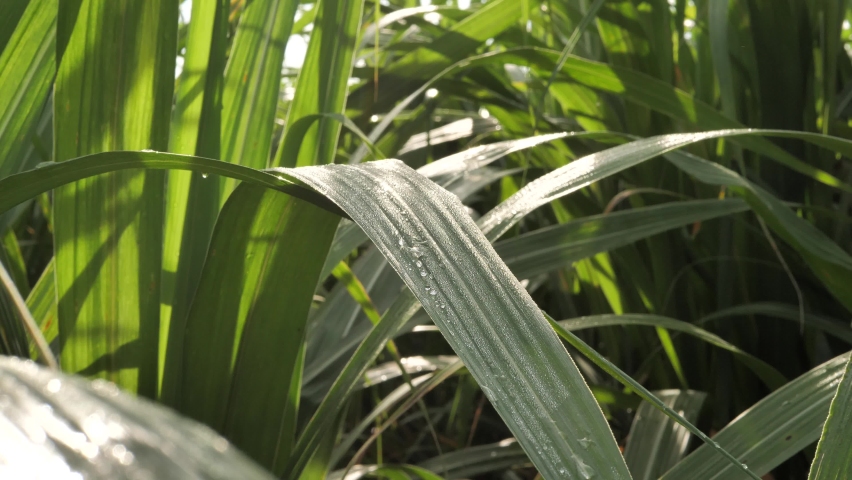 Sugar cane leaves with morning dew drops, sugar cane with raindrops, agricultural industry. Royalty-Free Stock Footage #1060343648
