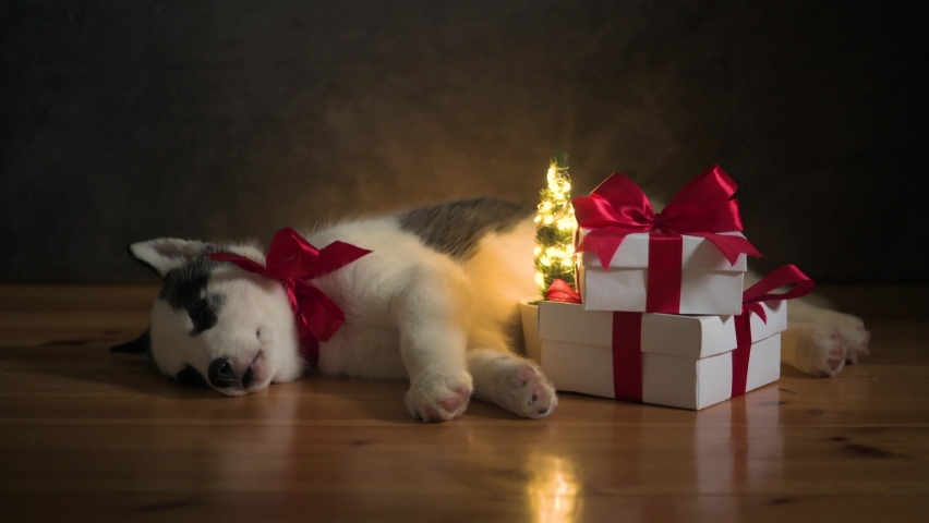 A small white dog puppy breed siberian husky with red bow and gift boxes sleep on wooden floor. Perfect birthday and Christmas present for your child | Shutterstock HD Video #1060345505