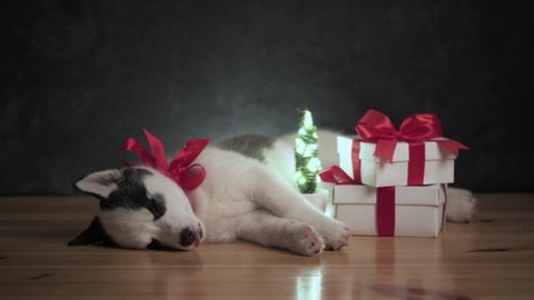 Jack Russel Terrier Puppy Sleeping Video De Stock 100 Libre De Droit Shutterstock