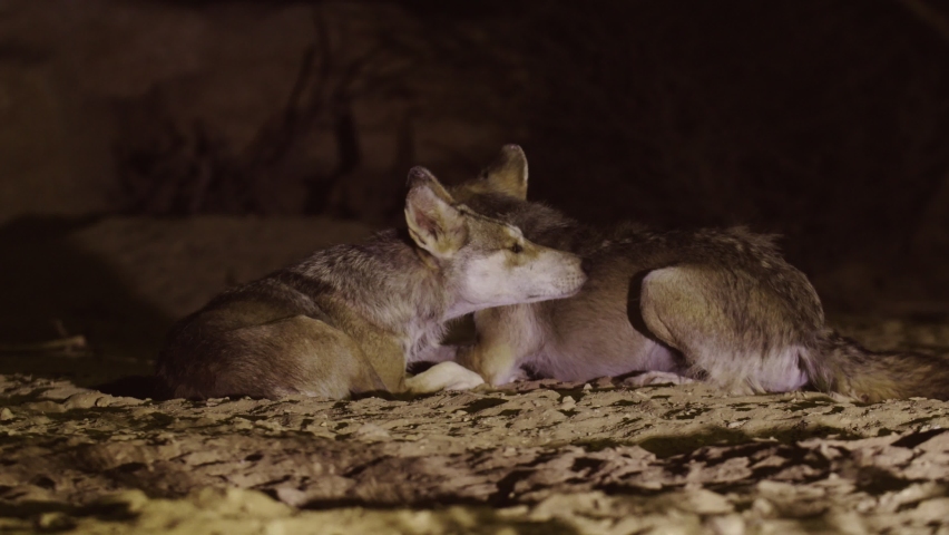 A pair of wolves lie together and sniff each other