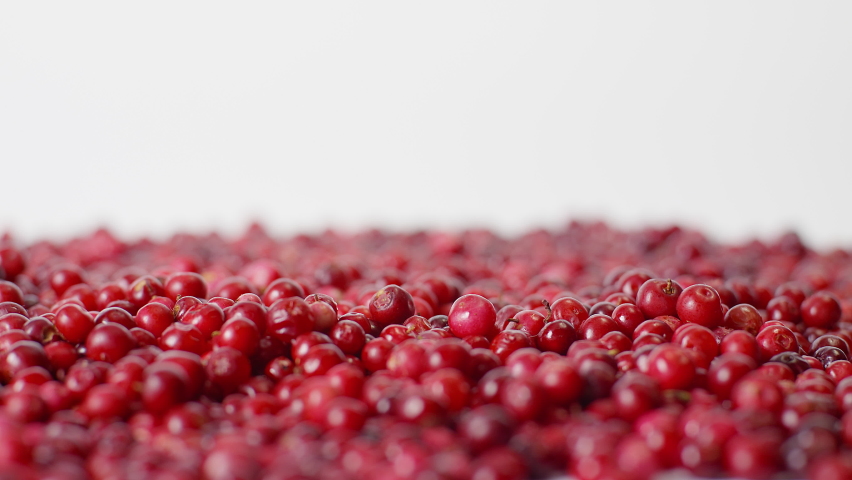 Natural fresh lingonberry from the forest. 
Red whortleberry berries fall on a white background.
Organic vitamin.
(Vaccinium vitis-idaea)