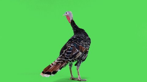  female turkey from the back walks on a green screen