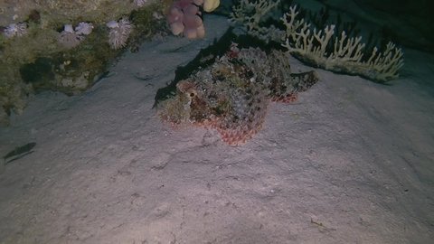 Scorpionfish hunts on small fish at night. Tasseled Scorpionfish, or Small-scaled Scorpionfish - Scorpaenopsis oxycephala. Red Sea, Egypt