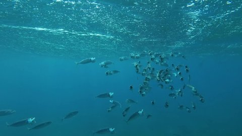 Slow motion, Large school of Mackerel fish swims in the blue water with open mouth ram feeding on macroplanton under storm waves. Indian Mackerel (Rastrelliger kanagurta) Red sea, Egypt