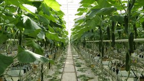 White Big Greenhouse with Vegetable. Rows of Plant Cultivated Inside a Large Greenhouse Building. Growing and Collect Goods for Commerce Sale. Cultivate and Selection Vegetables in Glasshouse Farmland - Powered by Shutterstock - Get 15% off with code: PIKWIZARD15