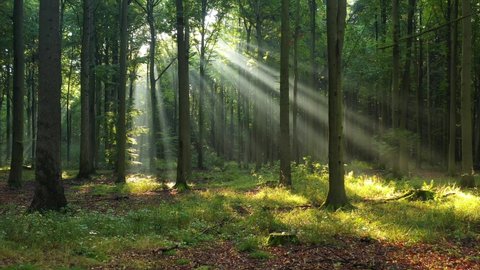 Beautiful sunlight in the forest aerial footage
