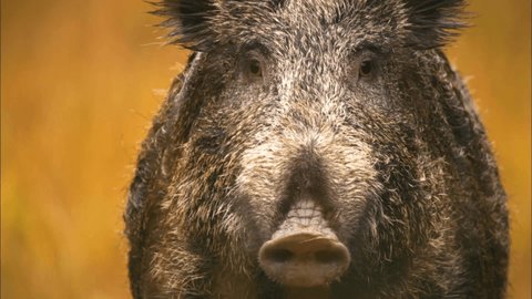 Central European boar or wild pig (Sus scrofa). Is the ancestor of the domestic pig. Wild boar