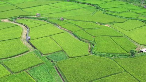 Footage B-roll of Aerial view drone flying over of agriculture in paddy rice fields for cultivation. Natural the texture background. Agriculture concept growing rice plants in nan province, Thailand.