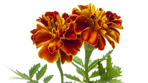 Beautiful marigold flowers close up. Timelapse of marigold flowers blooming on a white background.