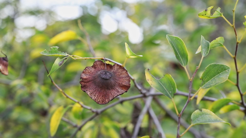 Fruit of Jerusalem thorn - paliurus spina -christi