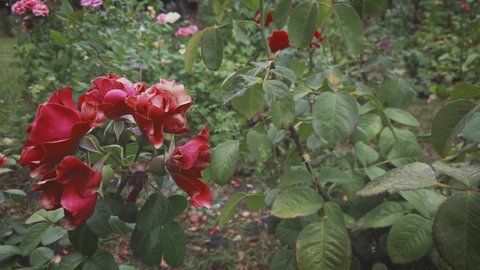Autumnal rosebush with bunch drying ruby rose-flowers panning shot