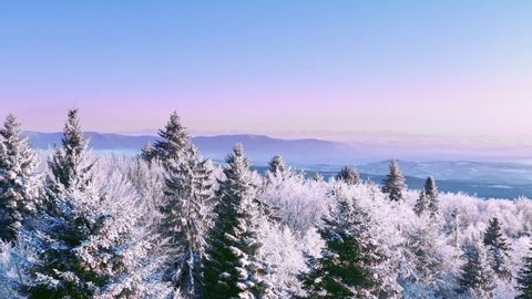 Winter Forest Nature Snow Covered Winter Trees Alpine Landscape Early Morning Sunrise Holiday Travel And Tourism Frosty Tree Tops Vibrant Colors Aerial 4k