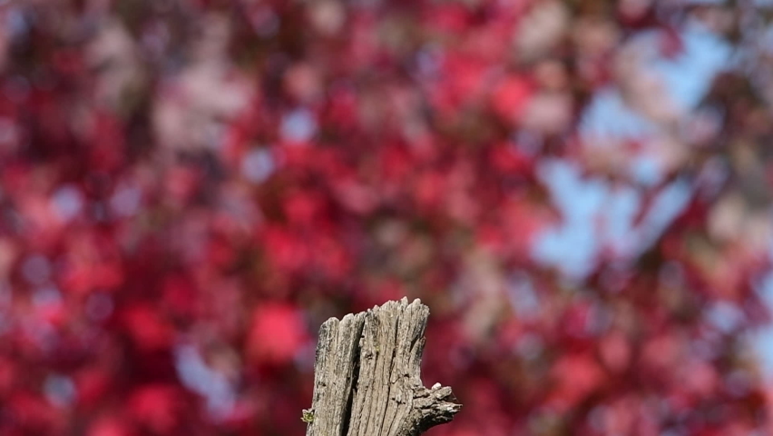 California scrub jay landing on a post with a colorful autumn tree in the background
