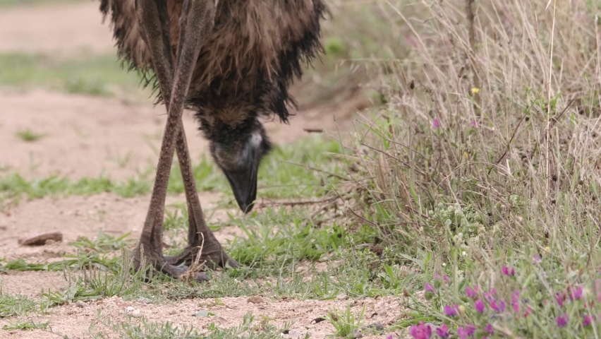 Giant flightless native Australian emu eating and turning to look at camera tilt up shot Royalty-Free Stock Footage #1060366034
