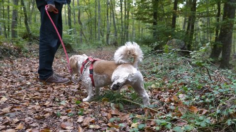 Clean dog kicking dirt and leave up on walk in forest woodland wilderness excercise
