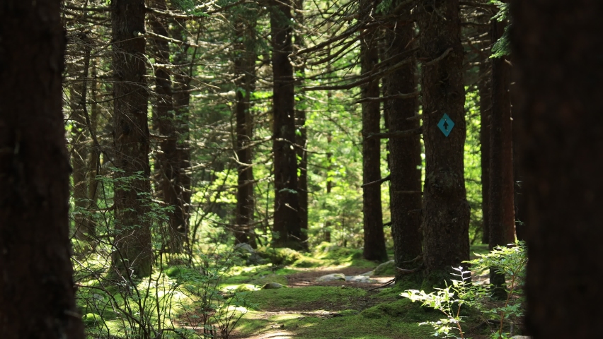 A man and woman hike on the Huckleberry Trail, located within the Spruce Knob-Seneca Rocks National Recreation Area in West Virginia. Summer.