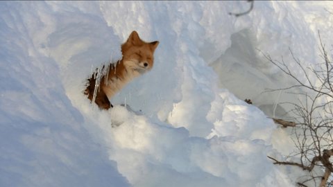 Fox on the snow. Fox, common or red fox (Vulpes vulpes) is a predatory mammal of the dog family. Red fox is a very common character of folklore of different countries