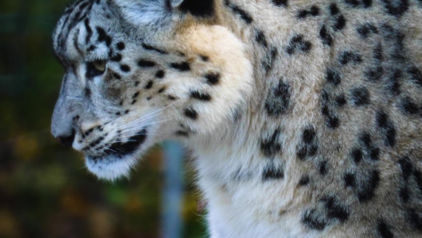 Close up of young snow leopard playing around	
