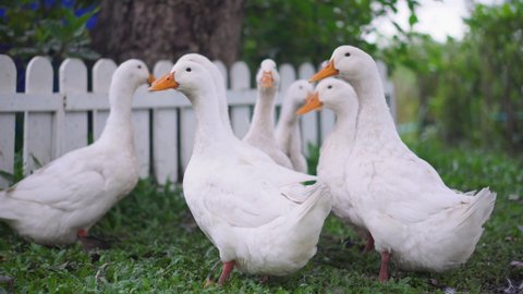 Group of white ducks in a small dirty coop. Outdoor young duckling on the green grass, Ducks on farm