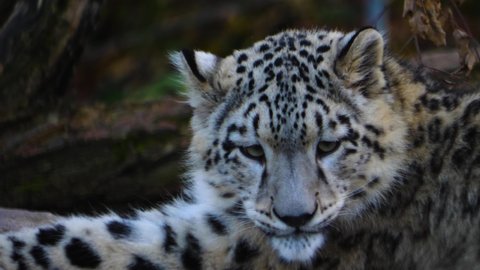 Close up of young snow leopard playing around	
