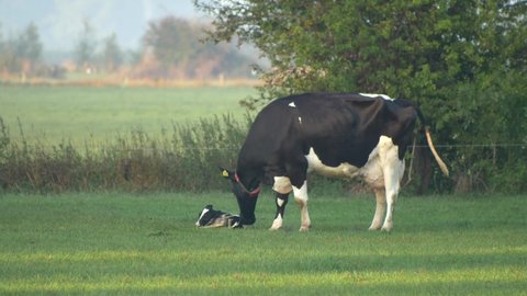 Long shot cow looks after her little newborn calf. Video 4K