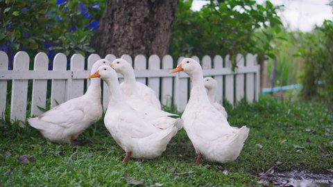 Group of white ducks in a small dirty coop. Outdoor young duckling on the green grass, Ducks on farm