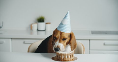 A happy beagle dog in a festive hat sits at the table and eats his delicious cake. Dog holiday birthday. High quality 4k footage