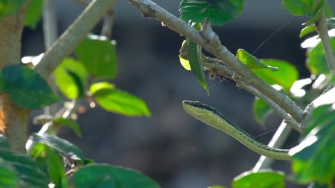 Painted bronzeback (dendrelaphis pictus) snake sticks its tongue out while creeping on the tree