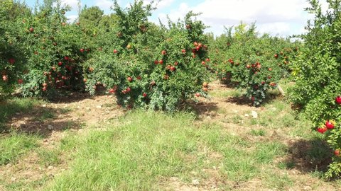 Pomegranate garden. Ripe red pomegranate fruits on tree branch. Aerial view 4K Video