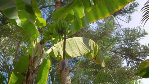 Banana tree in the garden in 4k slow motion 60fps