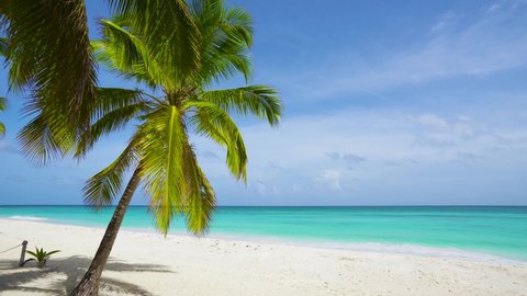 Palm tree on the beach landscape. Dominican Republic beaches. Sunny day on paradise Caribbean beach, without people. Copy space.