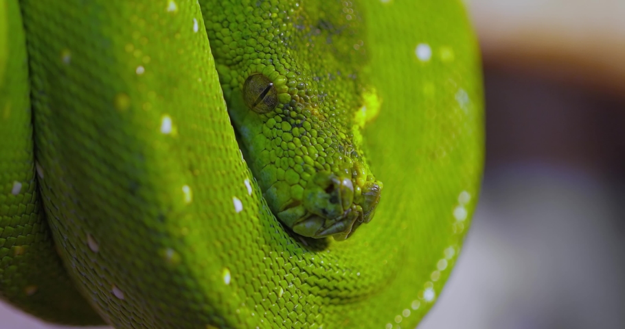 The green tree python (Morelia viridis) is a species of snake in the family Pythonidae. The species is native to New Guinea, some islands in Indonesia, and the Cape York Peninsula in Australia.