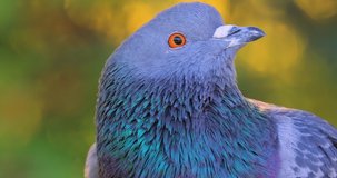 Wood Pigeon Sound Download Wood Pigeon Sound Download