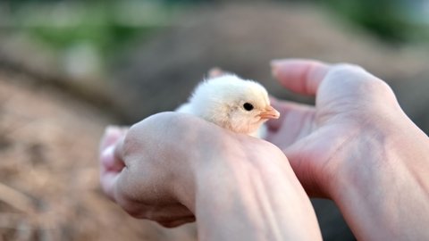 Closeup hands of female farmer holding cute little yellow baby chick. Agricultural person carrying small farm domestic bird with beak and feathers. Shot with RED camera in 4K