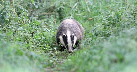 The European badger, also known as the Eurasian badger, is a badger species in the family Mustelidae native to almost all of Europe.