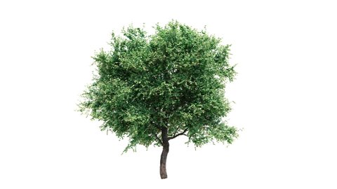 Growing tree on white background (with alpha matte, cg animation) 