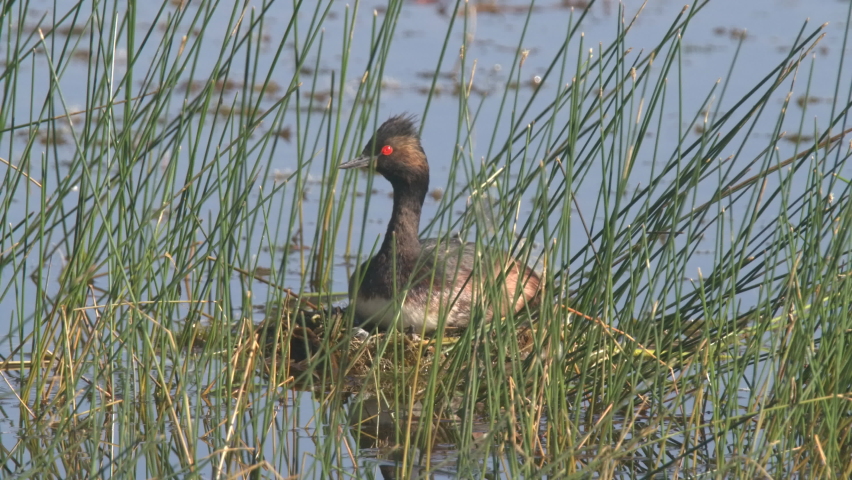 Eared Grebe Adult Lone Nesting Incubating Looking Around Summer