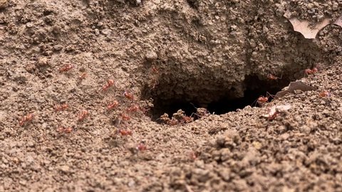 4K Closeup of Leaf Cutter Ants Carry Grains of Sand from the Nest Colony Hole to the Surface to Build an Anthill. Costa Rica Wildlife Animals 